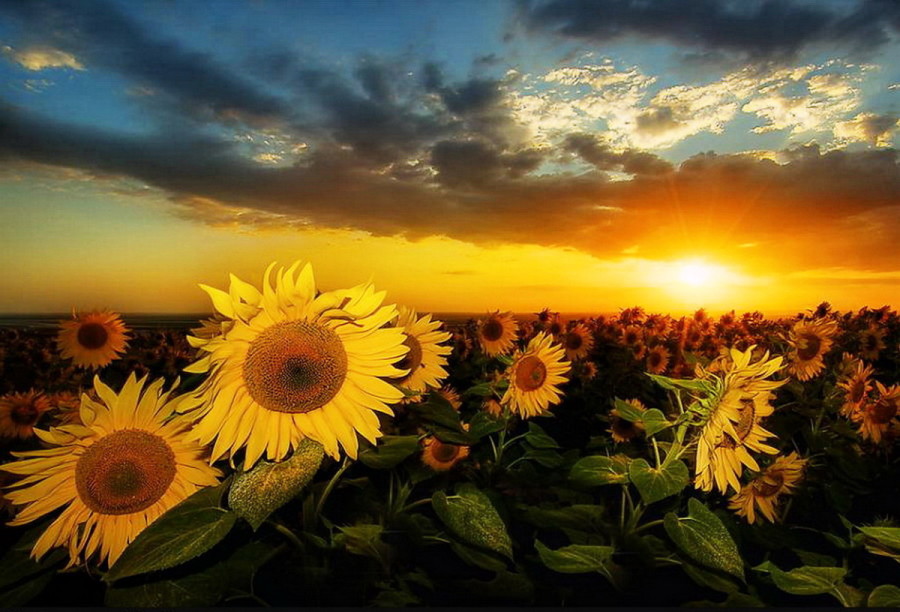 sunflower-sunset